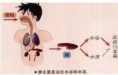 脾虚症状及中医治疗